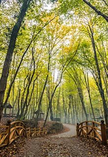 Белградский лес в Стамбуле