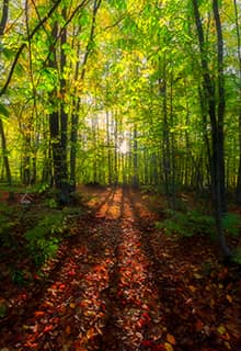 Uludağ Milli Parkı (Uludağ National Park)