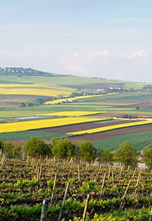 Viñedos en Tekirdağ