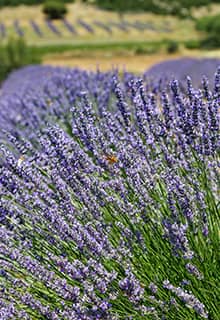 Lavanda Isparta