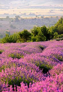 Lavanda Isparta