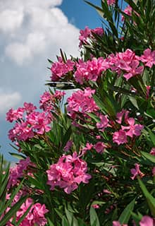 Flores de adelfa rosa