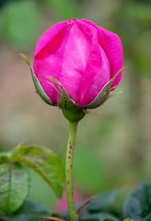 Rosas Isparta