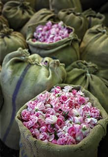 Rosas Isparta