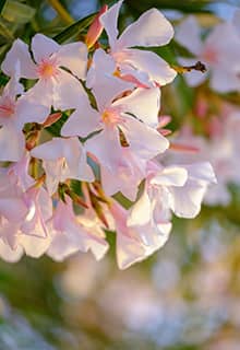 Flores de adelfa blanca