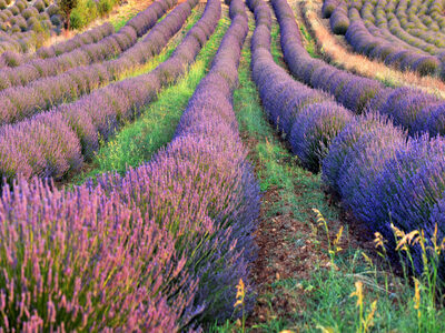 kuyucak-village-lavender-gardensks.jpg