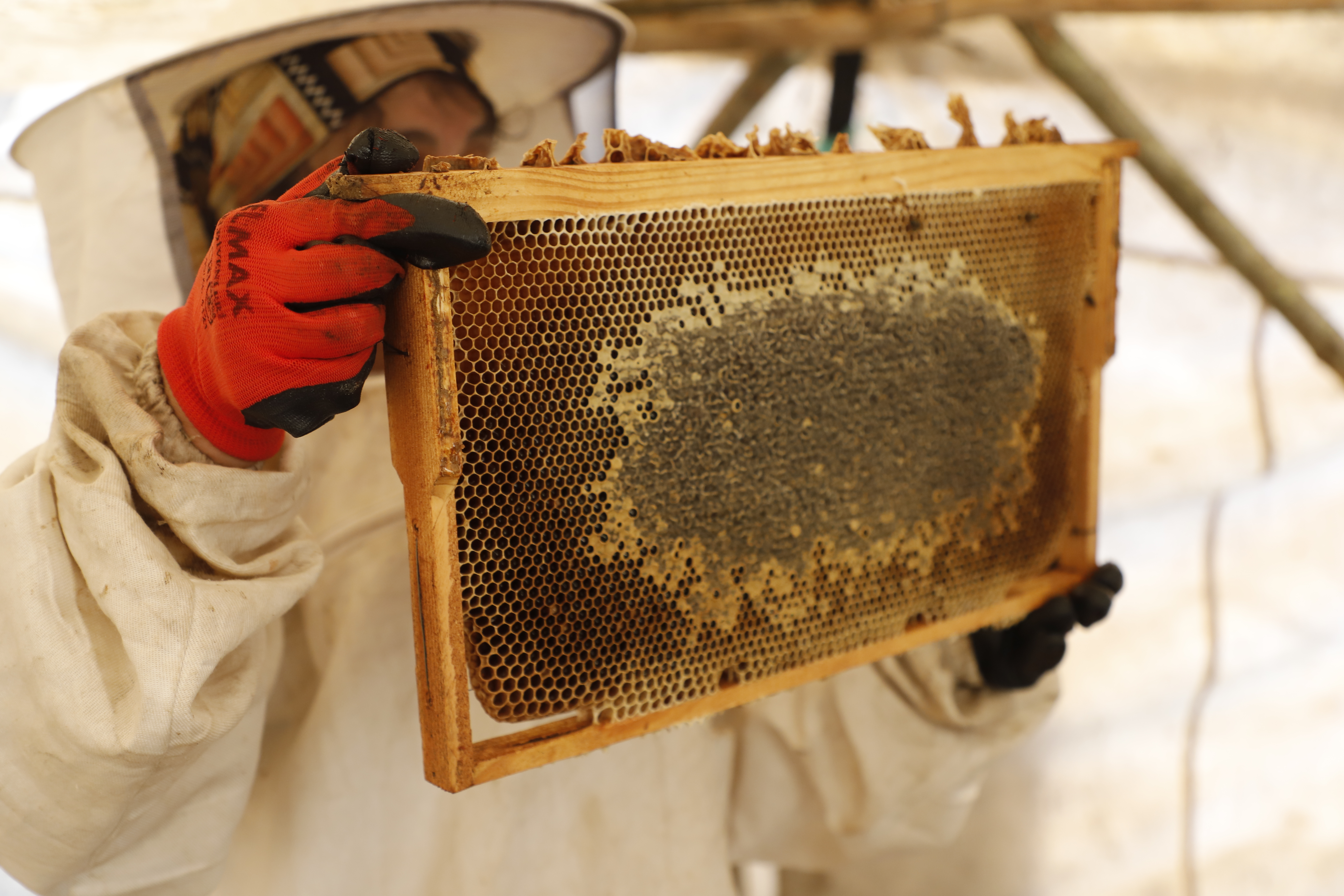 9-anatolian-honey-varieties---beekeping.jpg