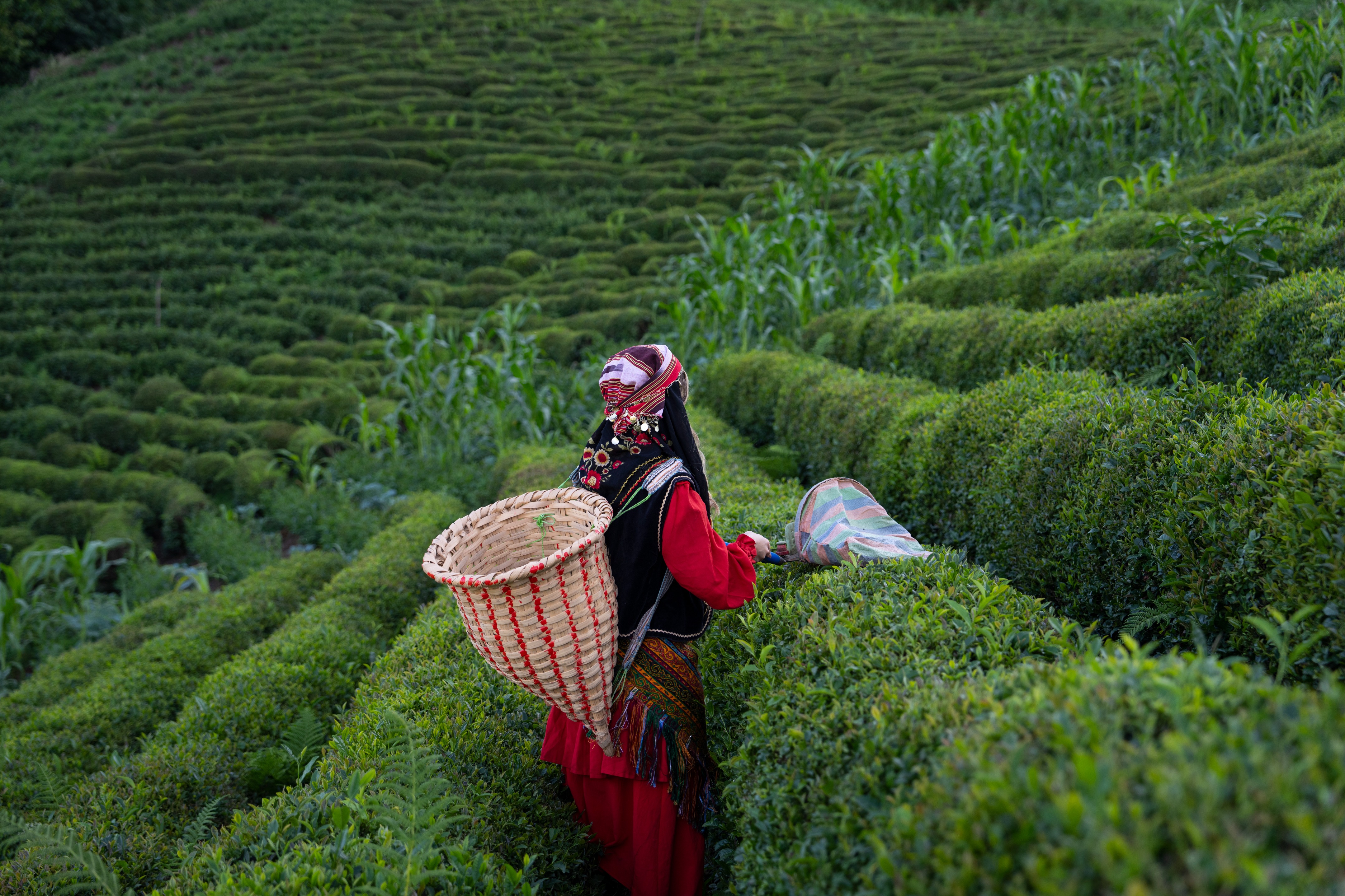 tea-harvest-1.jpg
