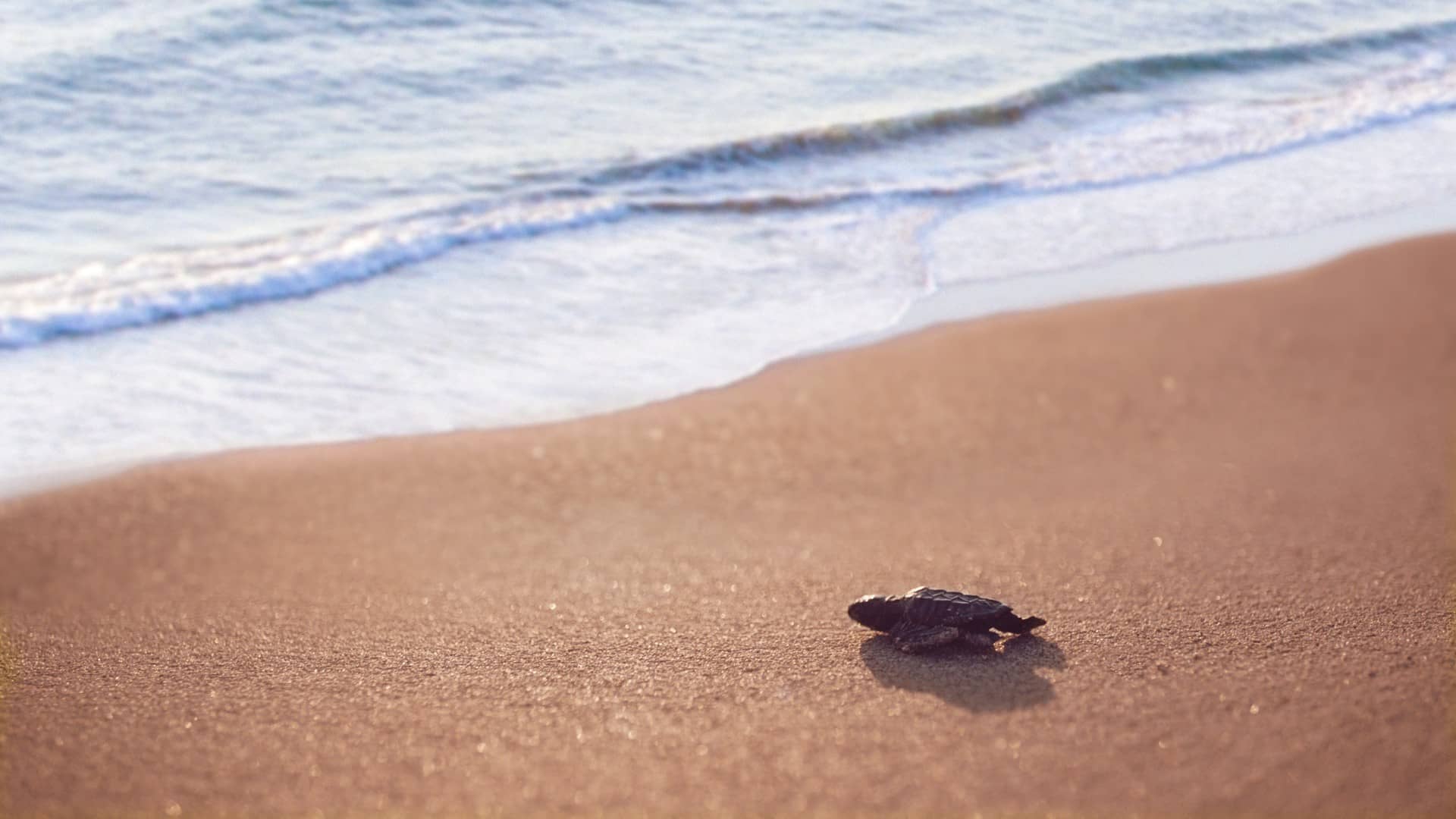 antalya-patara-caretta-caretta-1.jpeg