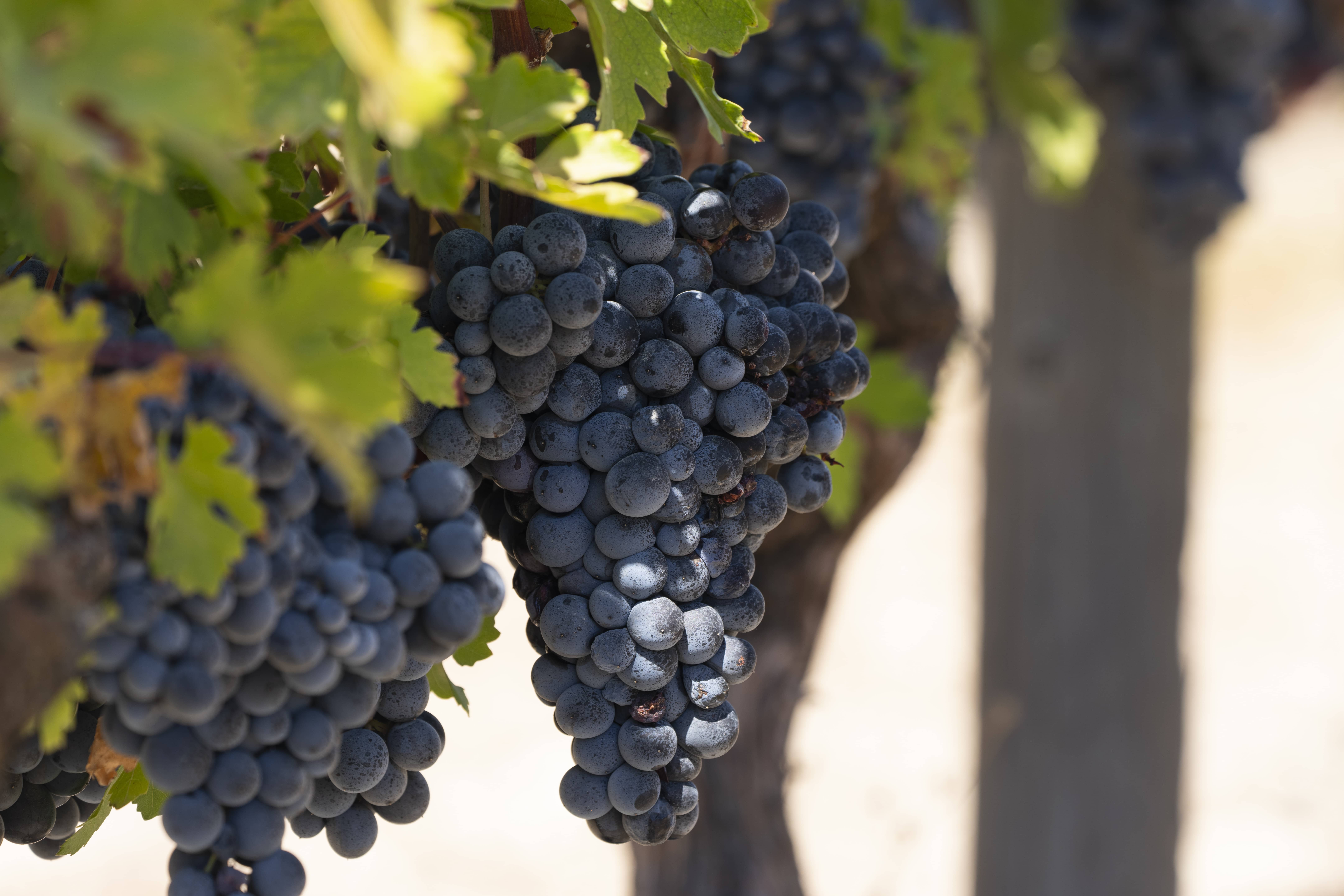 grape-harvest-2-1.jpeg