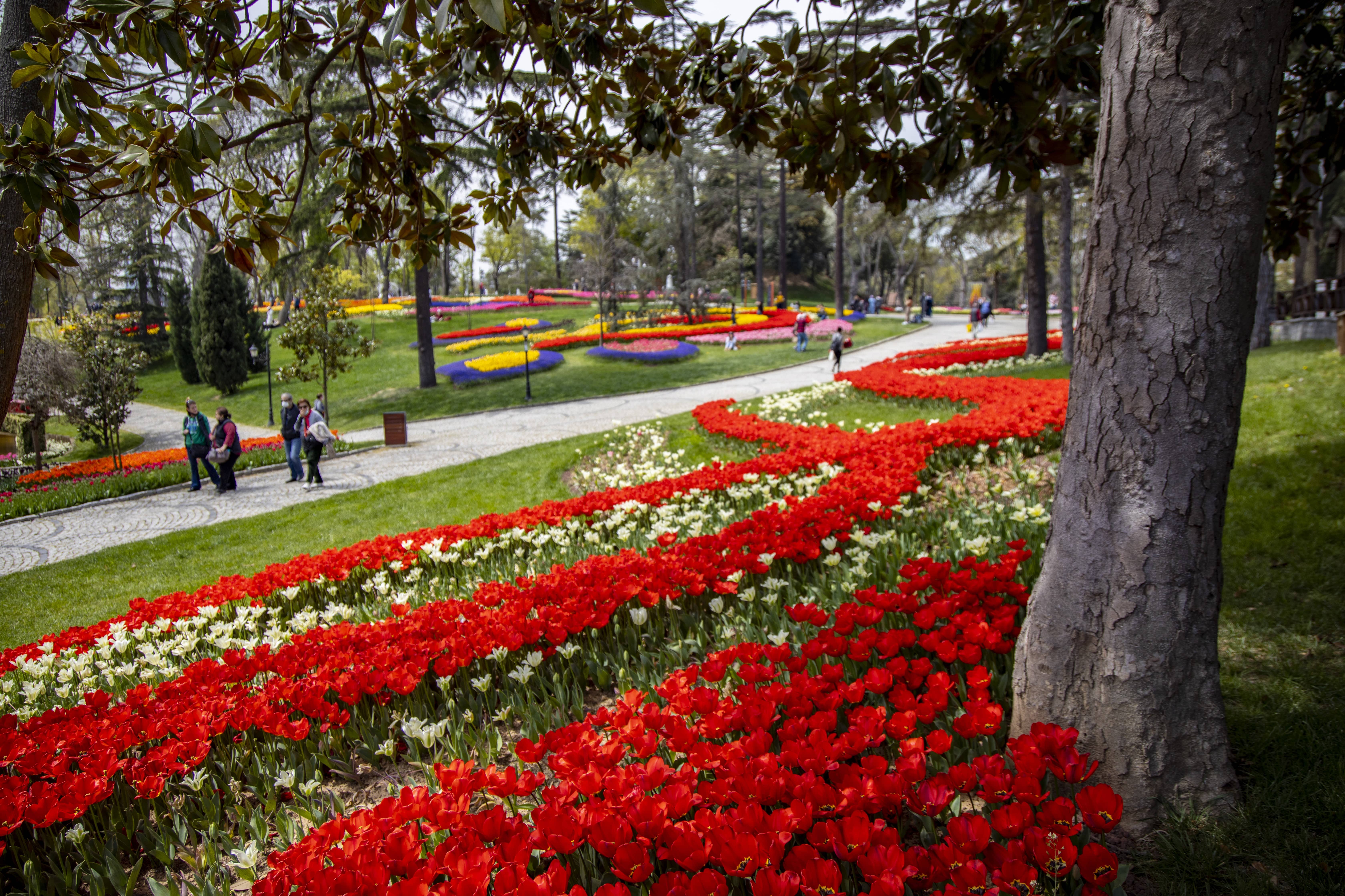 istanbul-tulips-in-spring-1-1.jpeg