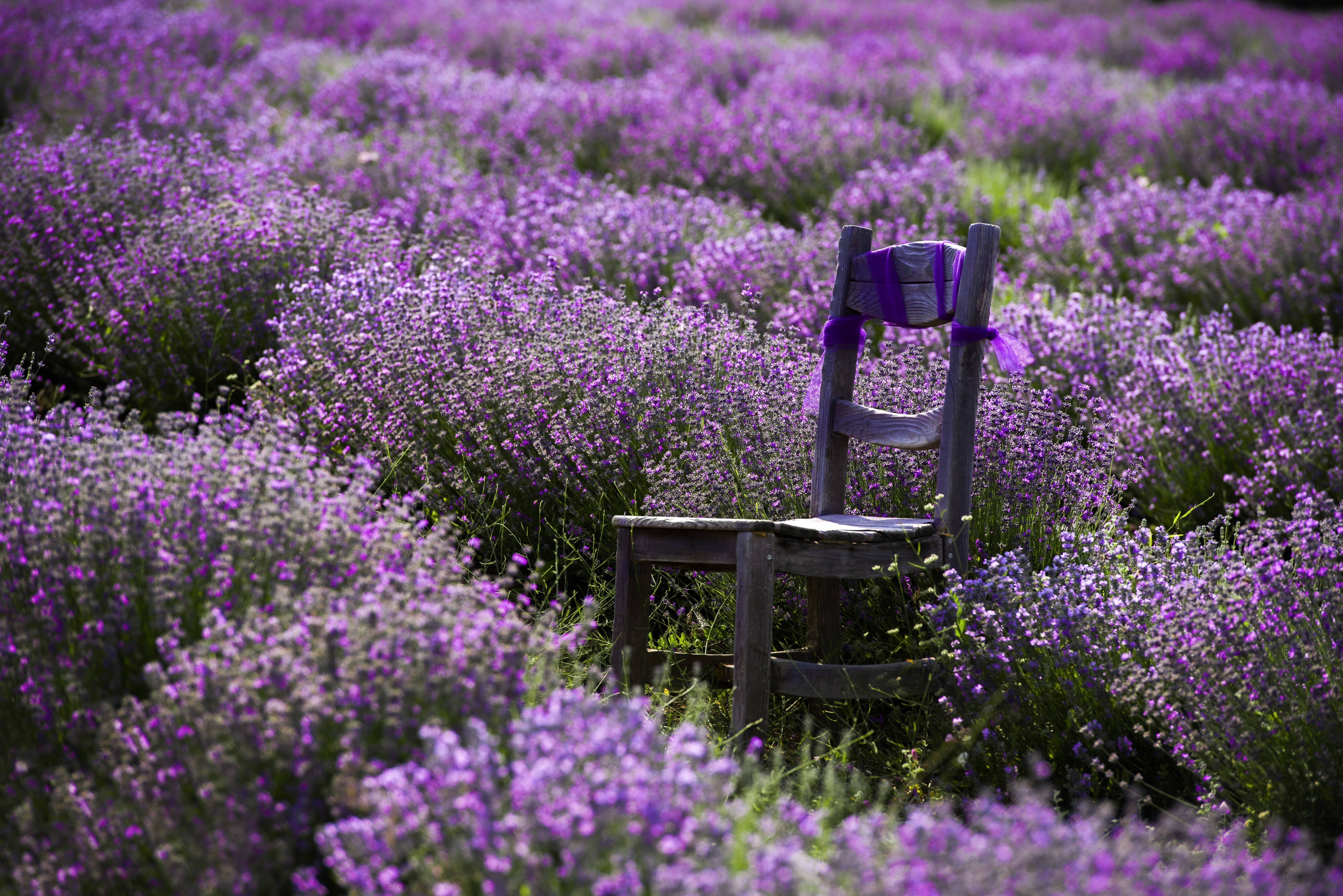 lavender-field-1.jpeg