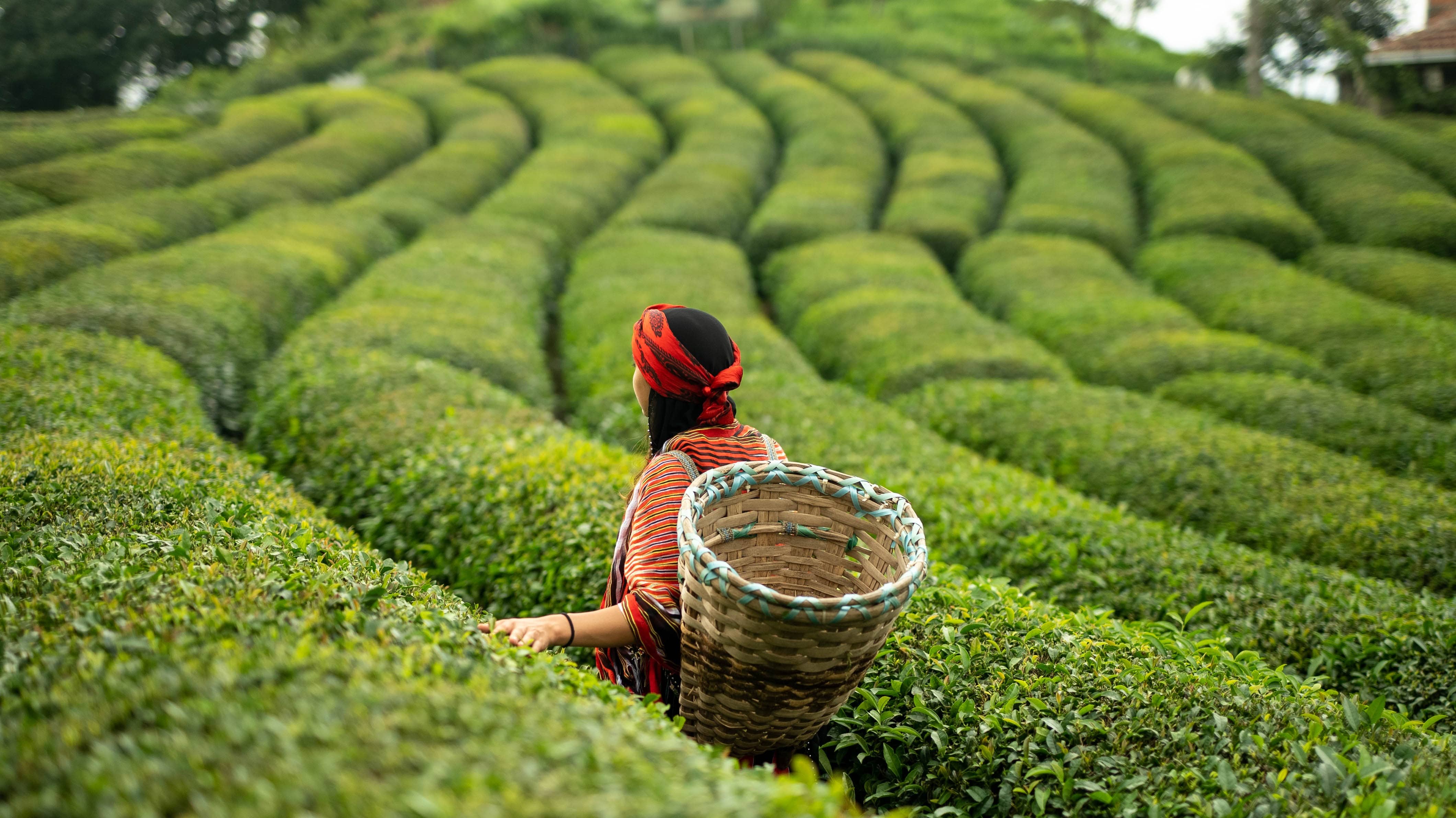 rize-tea-garden-2-1.jpeg
