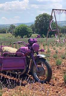 Gözler Lavender Gardens