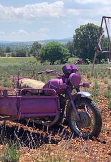 Gözler Lavender Gardens