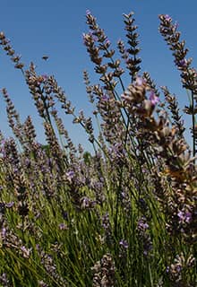 Gözler Lavender Gardens