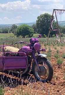 Jardines de lavanda de Gözler