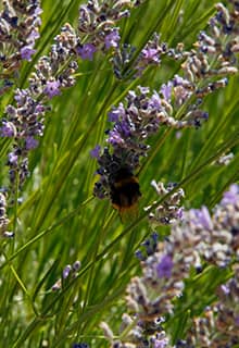 Jardines de lavanda de Gözler