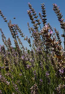 Jardines de lavanda de Gözler