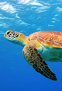 Caretta Caretta