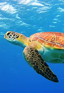 Caretta Caretta