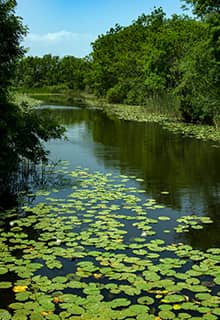 Acarlar Longoz Sakarya