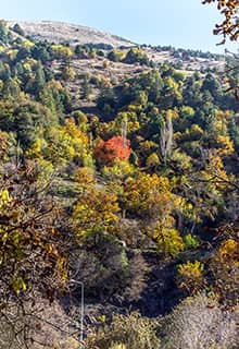 Гёльджук, Одемиш