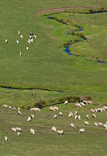 Perşembe Plateau, Ordu
