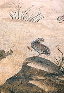 Haleplibahçe 马赛克博物馆