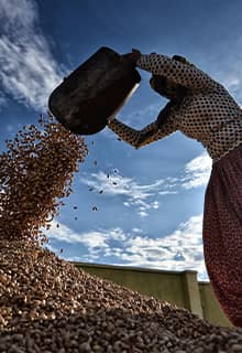 Cosecha de pistacho de Gaziantep