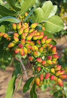 Árbol de pistacho