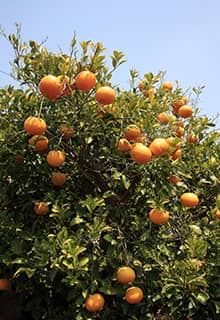 Zitrusfrüchte Adana