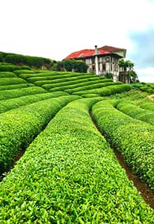 Tee Rize