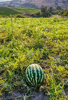 Wassermelonen Diyarbakır