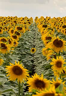 Sunflowers Field